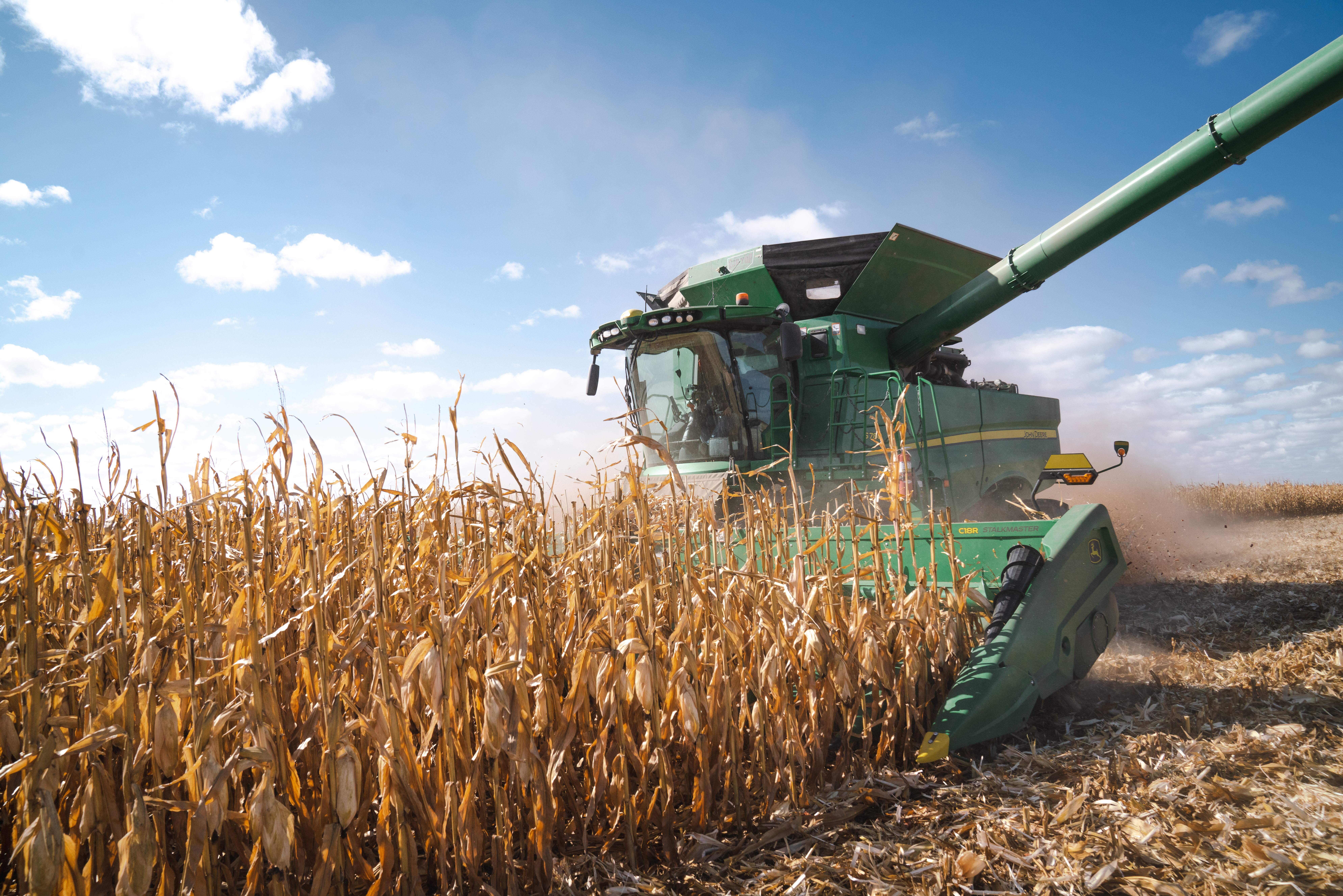 Combine in corn field