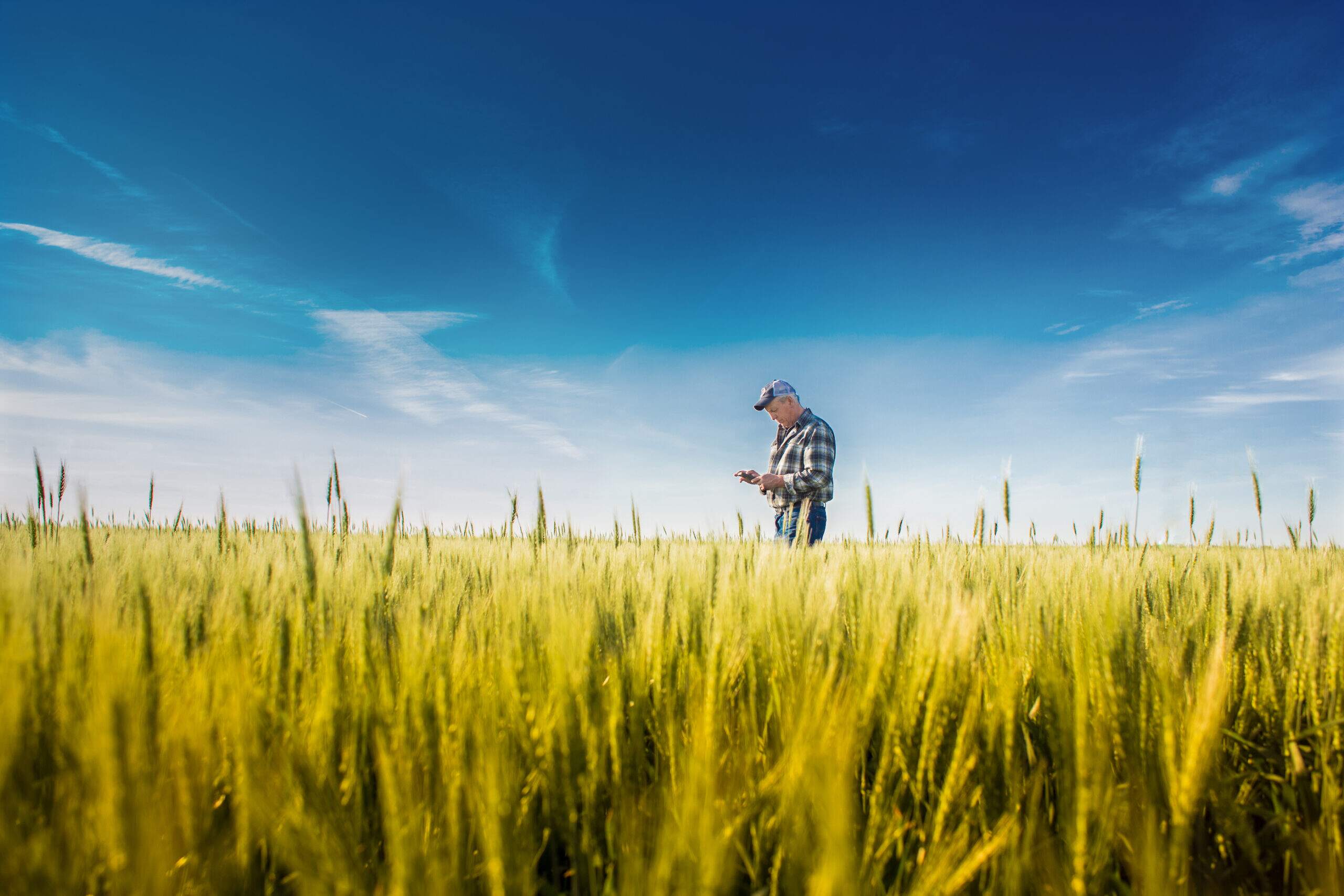 Man in the distance looking at a cell phone in a wheat field with a blue sky
